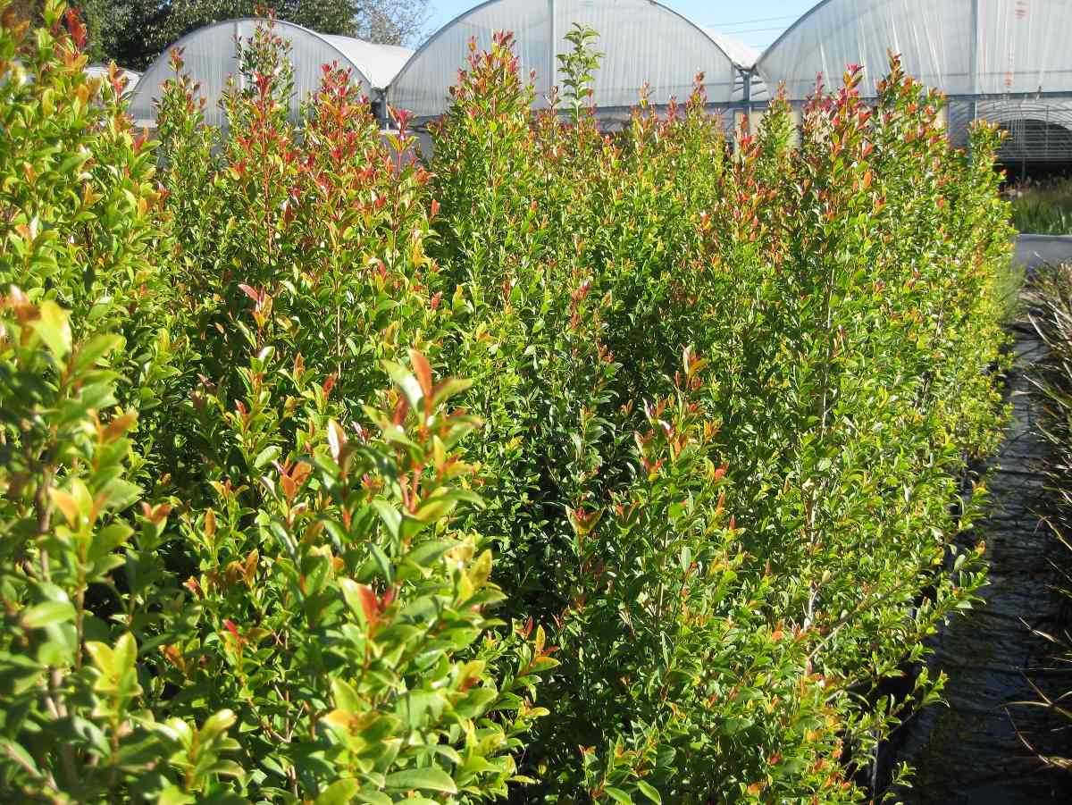 Eugenia-Arrayán extranjero - Vista 3